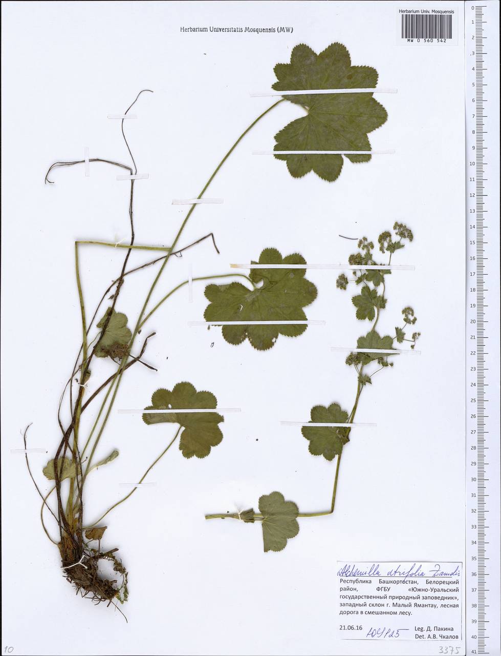 Alchemilla lindbergiana Juz., Eastern Europe, Eastern region (E10) (Russia)