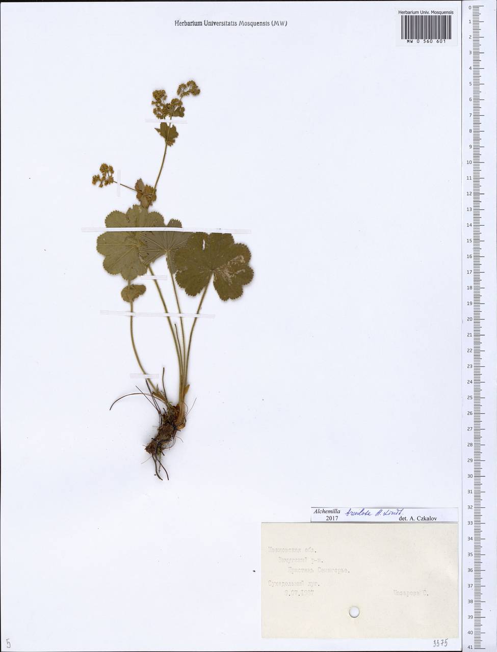 Alchemilla breviloba H. Lindb., Eastern Europe, Central forest region (E5) (Russia)