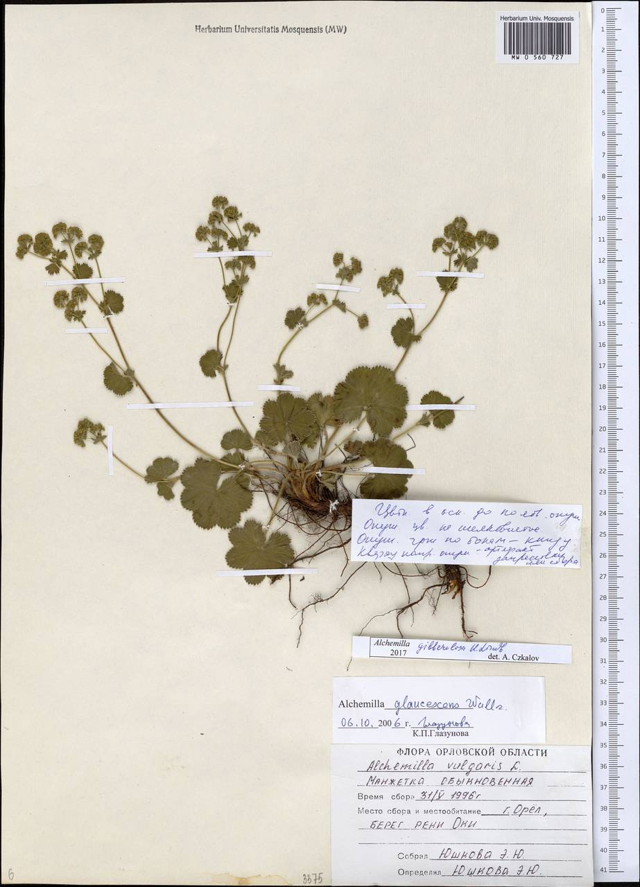Alchemilla gibberulosa H. Lindb., Eastern Europe, Central forest-and-steppe region (E6) (Russia)