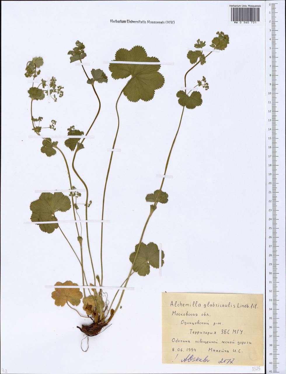 Alchemilla glabricaulis H. Lindb., Eastern Europe, Moscow region (E4a) (Russia)