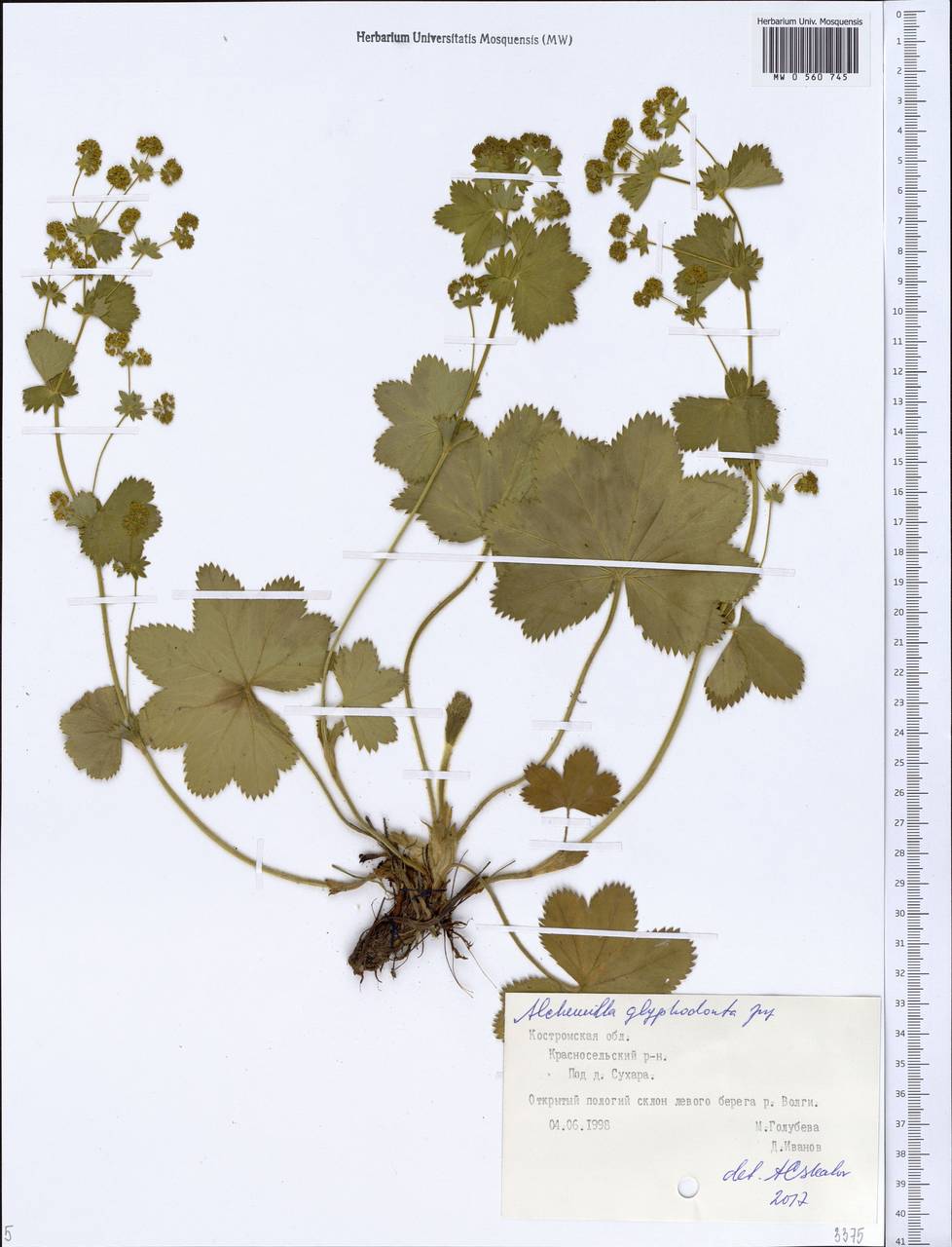 Alchemilla glyphodonta Juz., Eastern Europe, Central forest region (E5) (Russia)