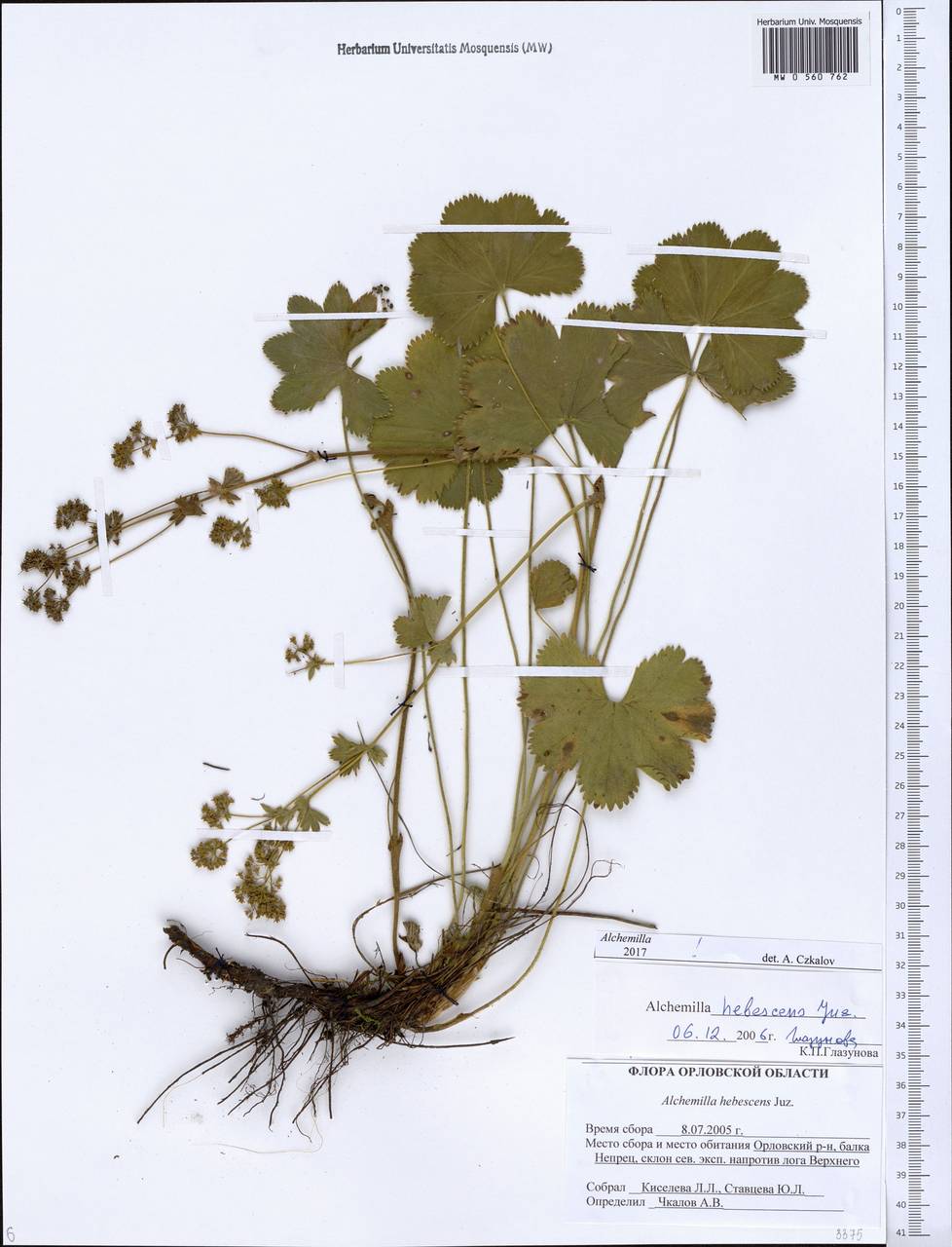 Alchemilla hebescens Juz., Eastern Europe, Central forest-and-steppe region (E6) (Russia)