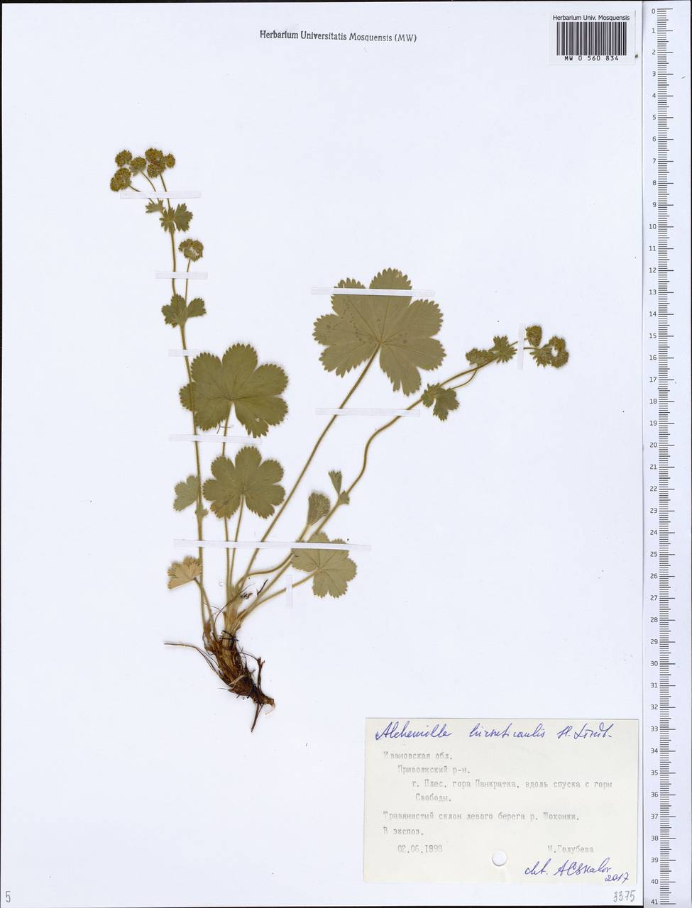 Alchemilla leiophylla Juz., Eastern Europe, Central forest region (E5) (Russia)