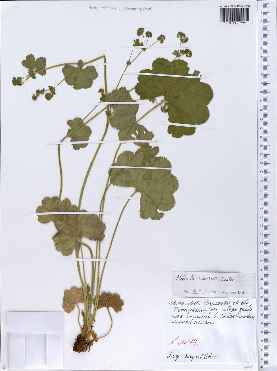 Alchemilla mininzonii Czkalov, Eastern Europe, Lower Volga region (E9) (Russia)