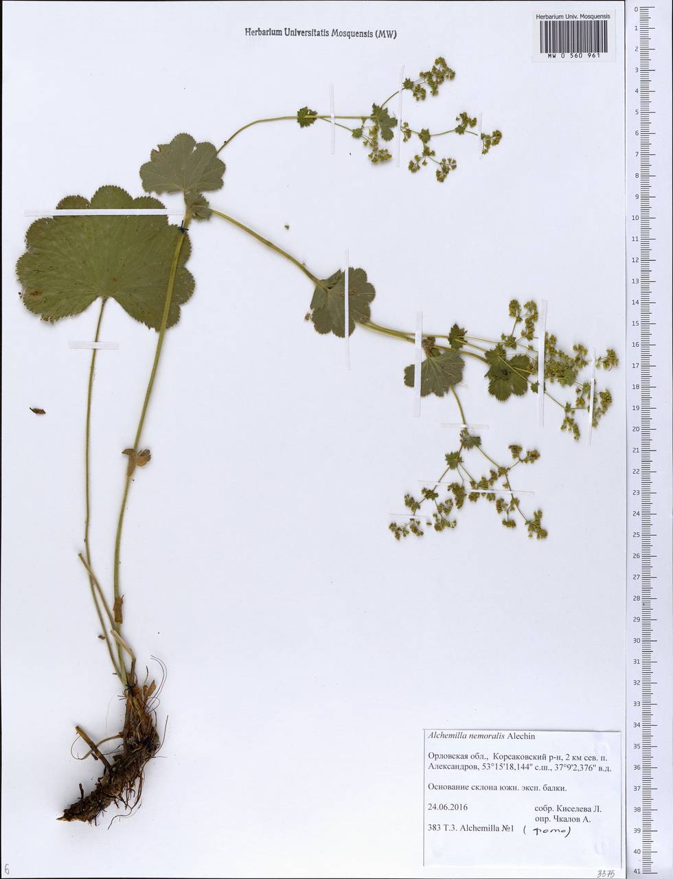 Alchemilla nemoralis Alechin, Eastern Europe, Central forest-and-steppe region (E6) (Russia)