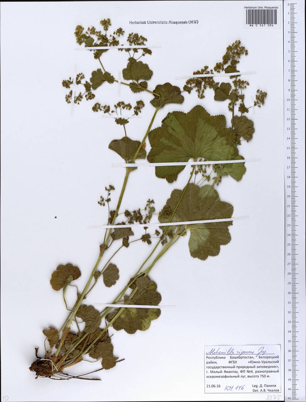 Alchemilla nemoralis Alechin, Eastern Europe, Eastern region (E10) (Russia)