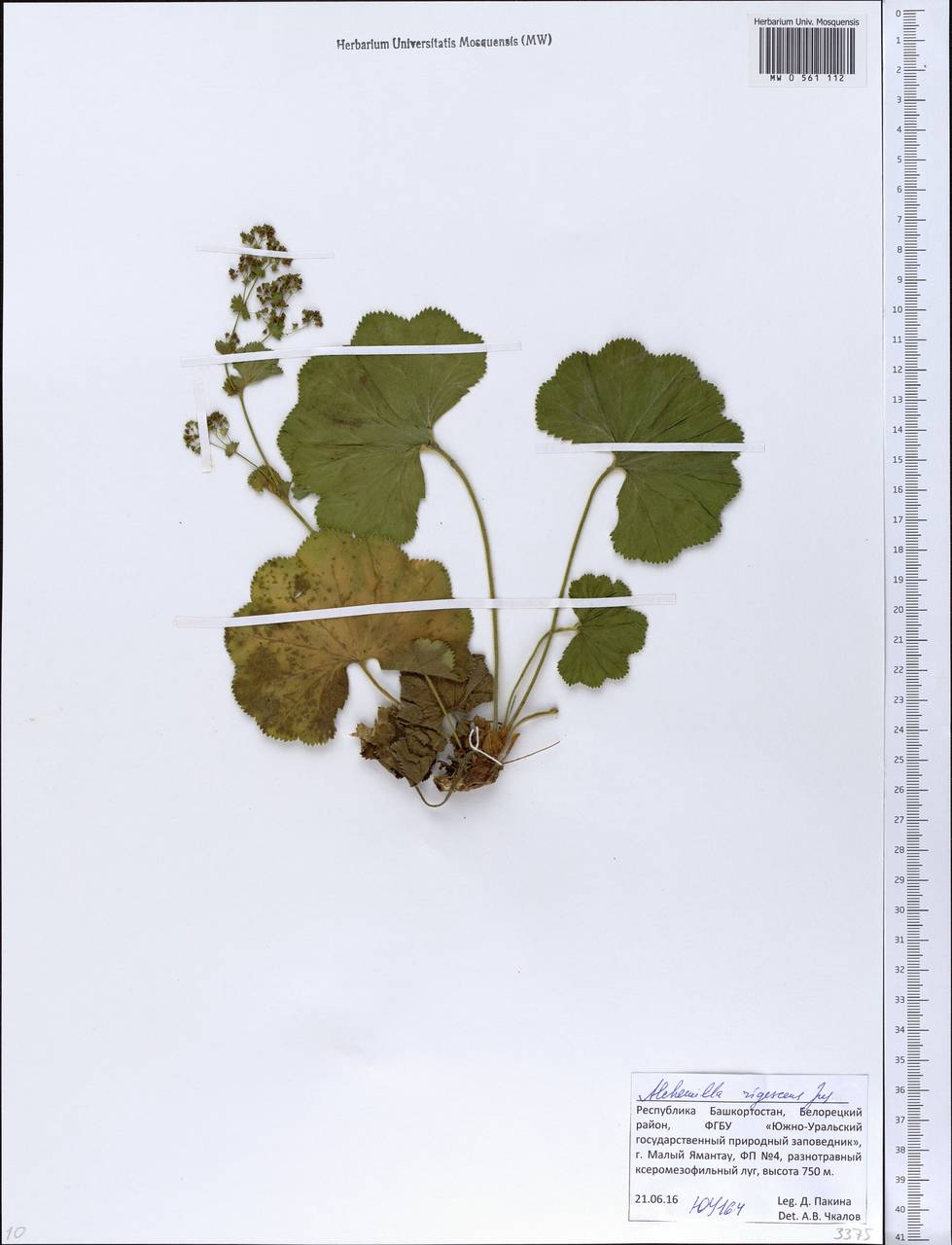 Alchemilla nemoralis Alechin, Eastern Europe, Eastern region (E10) (Russia)
