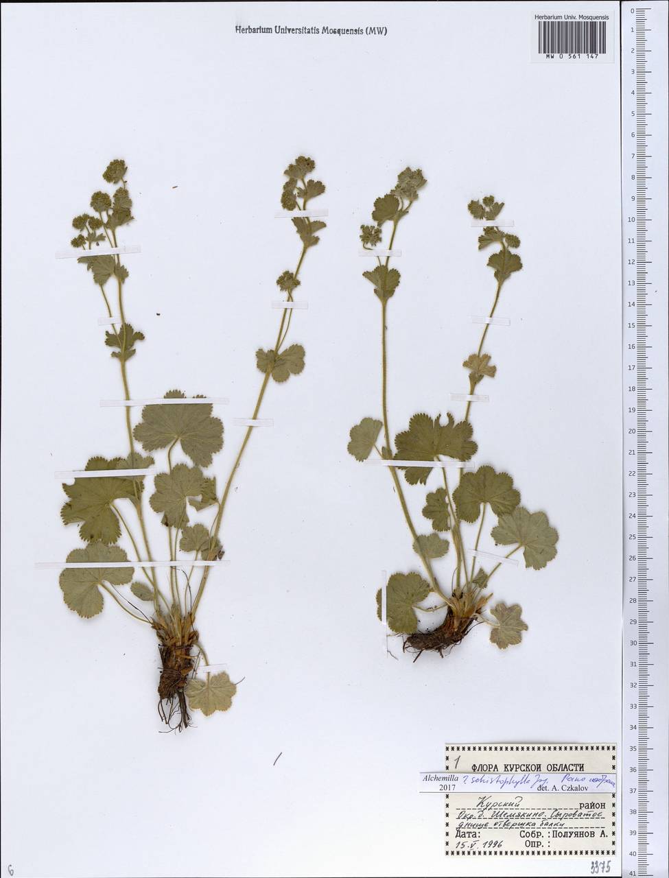 Alchemilla schistophylla Juz., Eastern Europe, Central forest-and-steppe region (E6) (Russia)