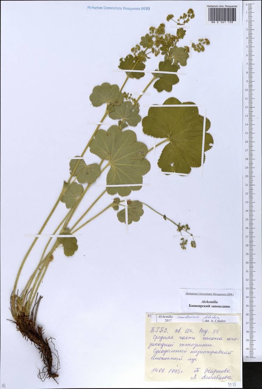 Alchemilla semilunaris Alechin, Eastern Europe, Eastern region (E10) (Russia)