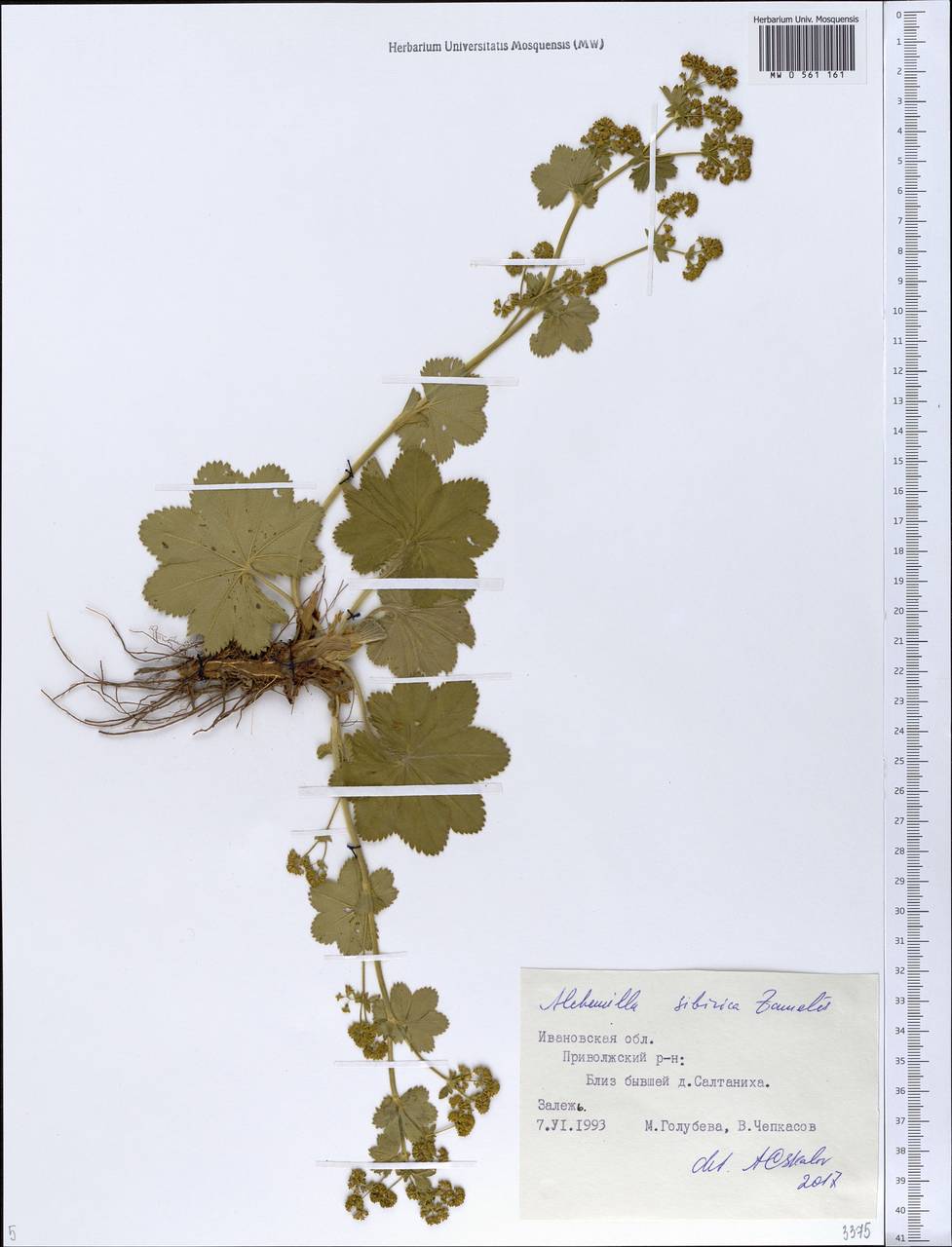Alchemilla sibirica Zämelis, Eastern Europe, Central forest region (E5) (Russia)