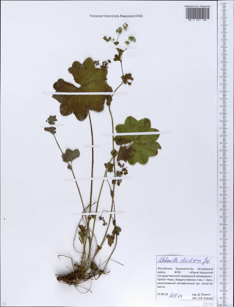 Alchemilla strictissima Juz., Eastern Europe, Eastern region (E10) (Russia)