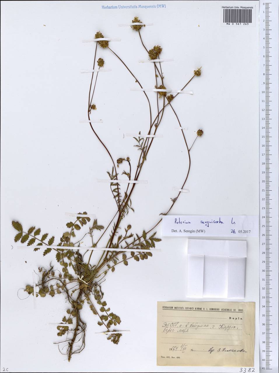 Poterium sanguisorba L., Eastern Europe, Estonia (E2c) (Estonia)