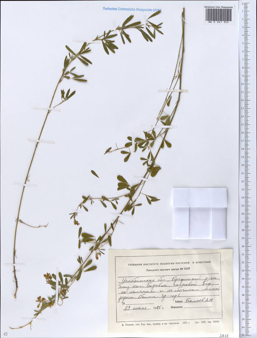 Medicago, Eastern Europe, Eastern region (E10) (Russia)