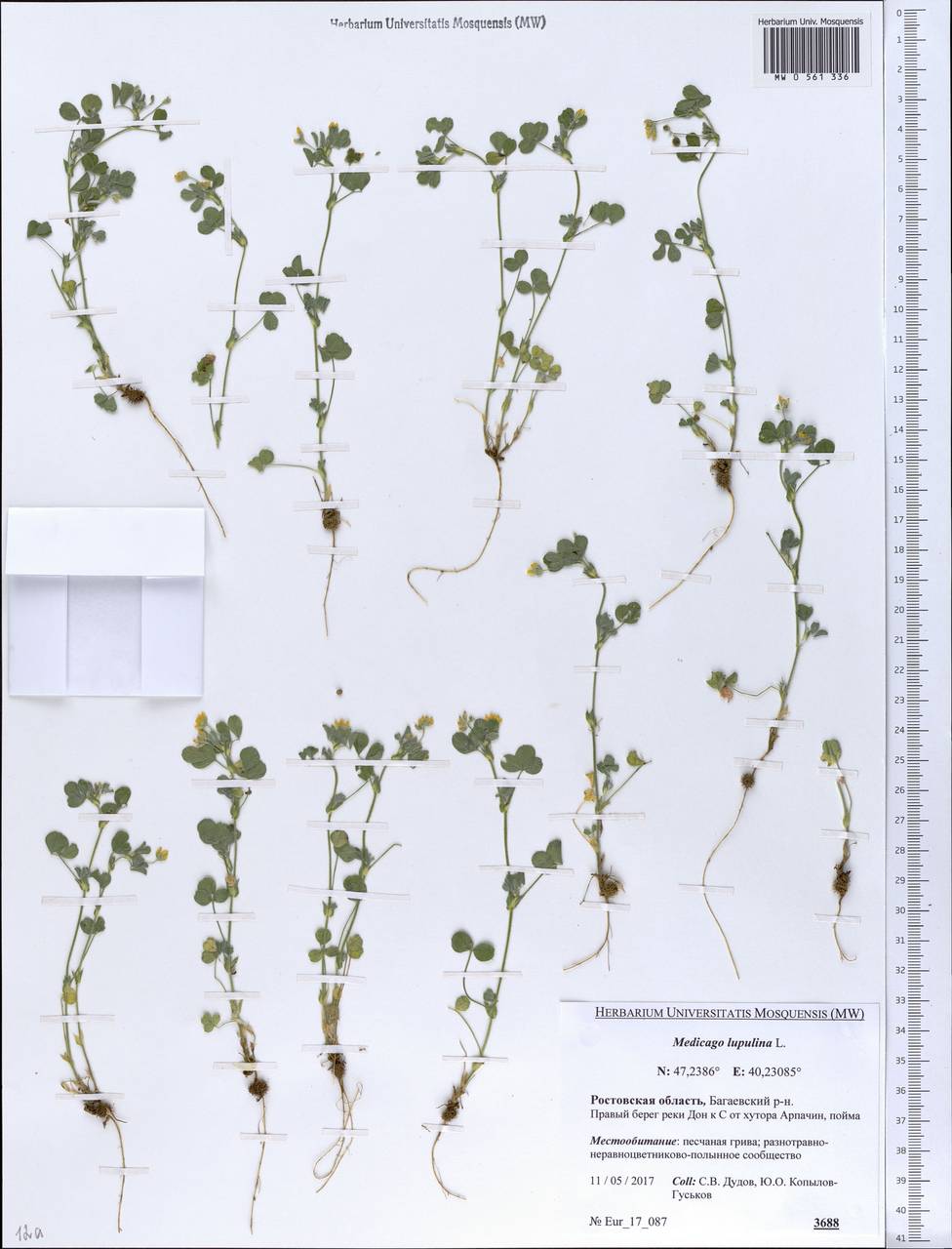 Medicago lupulina L., Eastern Europe, Rostov Oblast (E12a) (Russia)