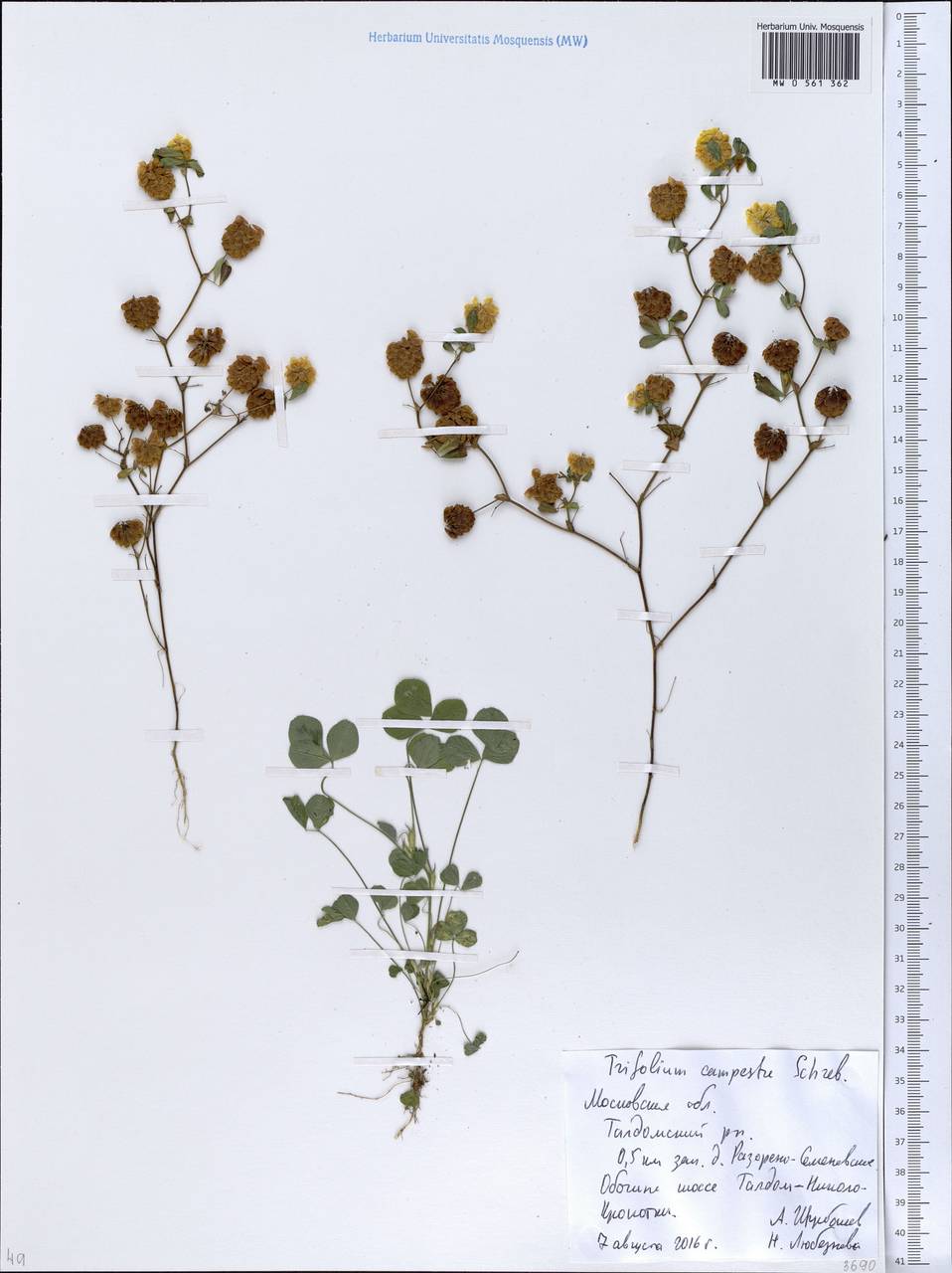 Trifolium campestre Schreb., Eastern Europe, Moscow region (E4a) (Russia)
