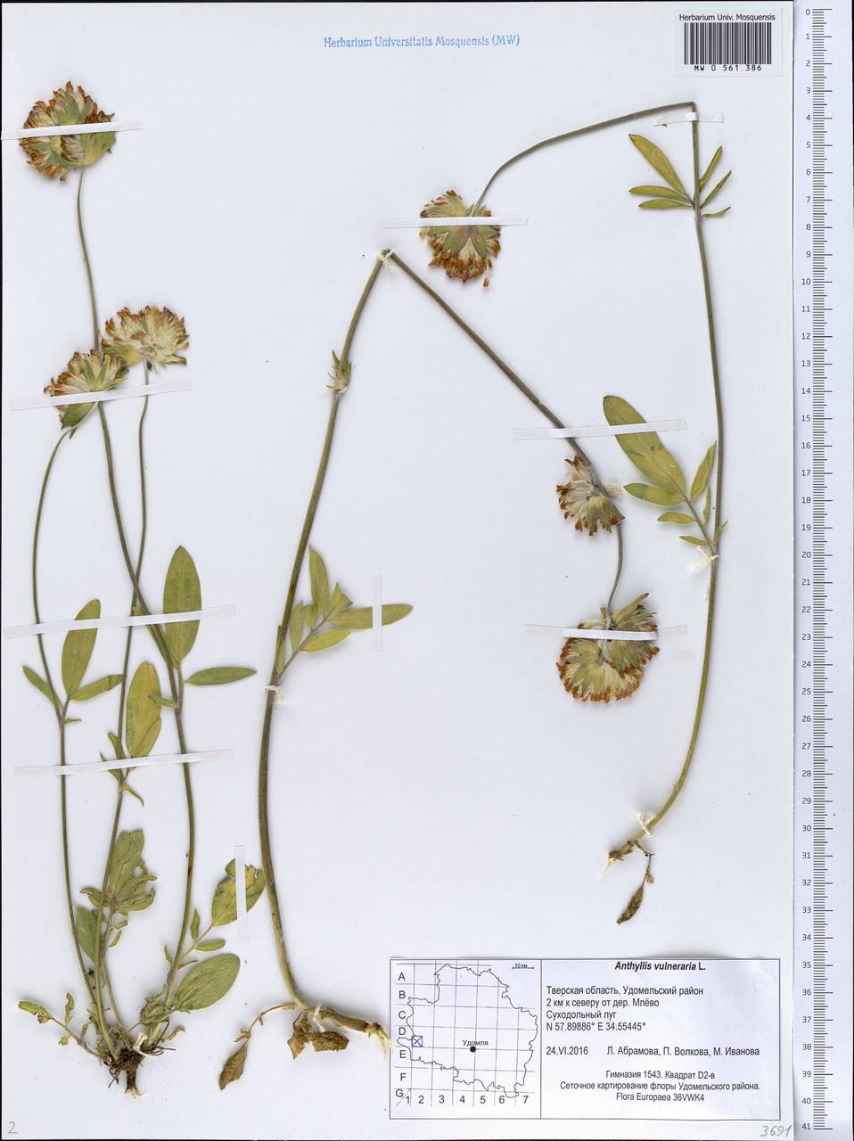 Anthyllis vulneraria L., Eastern Europe, North-Western region (E2) (Russia)