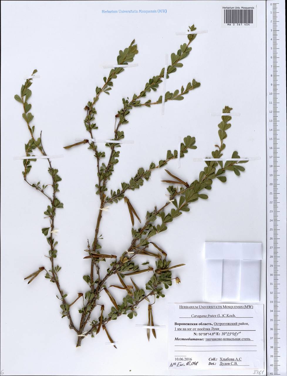 Caragana frutex (L.)K.Koch, Eastern Europe, Central forest-and-steppe region (E6) (Russia)
