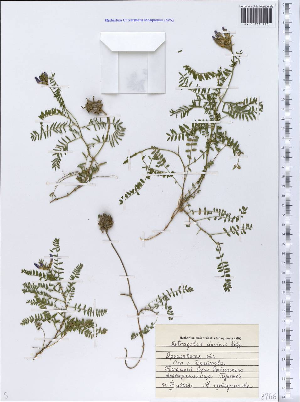 Astragalus danicus Retz., Eastern Europe, Central forest region (E5) (Russia)