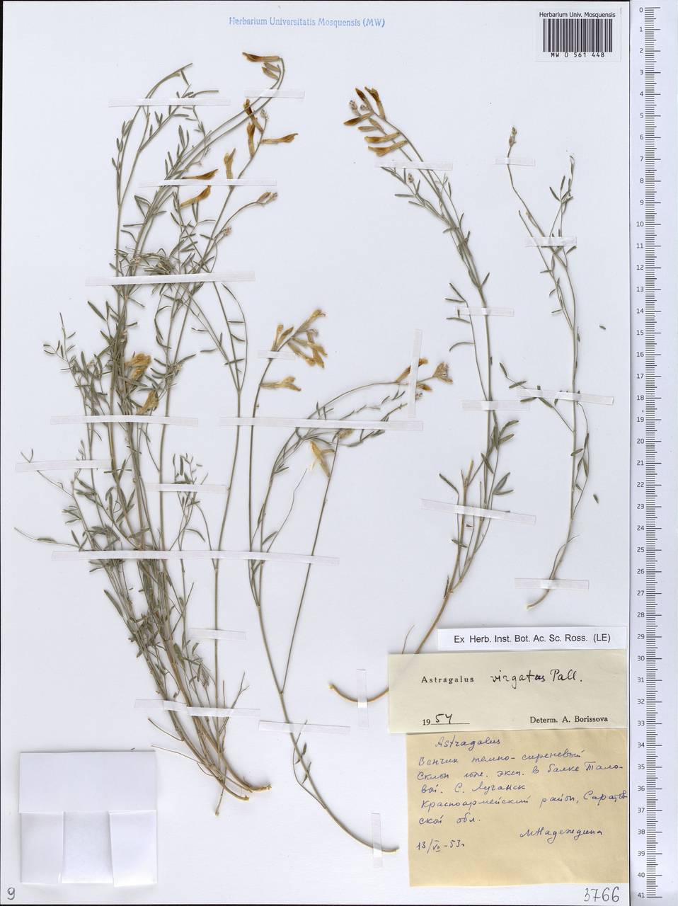 Astragalus varius subsp. varius, Eastern Europe, Lower Volga region (E9) (Russia)