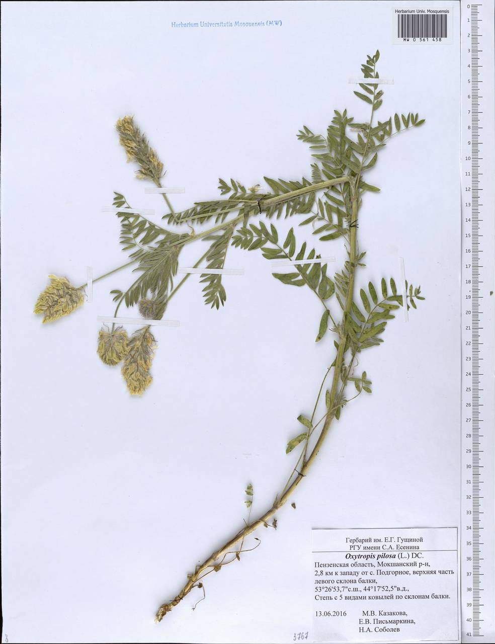 Oxytropis pilosa (L.)DC., Eastern Europe, Middle Volga region (E8) (Russia)