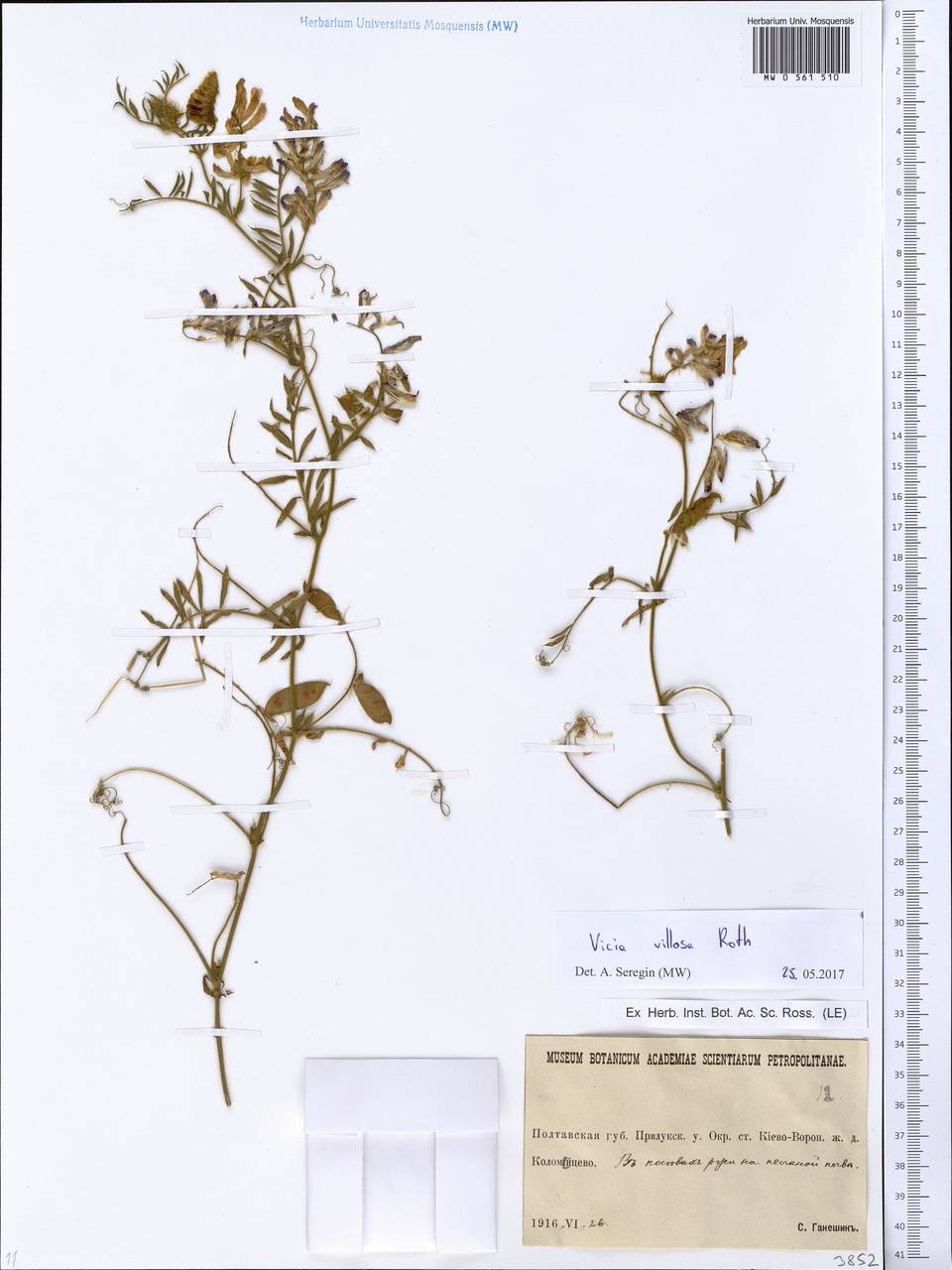 Vicia villosa Roth, Eastern Europe, North Ukrainian region (E11) (Ukraine)