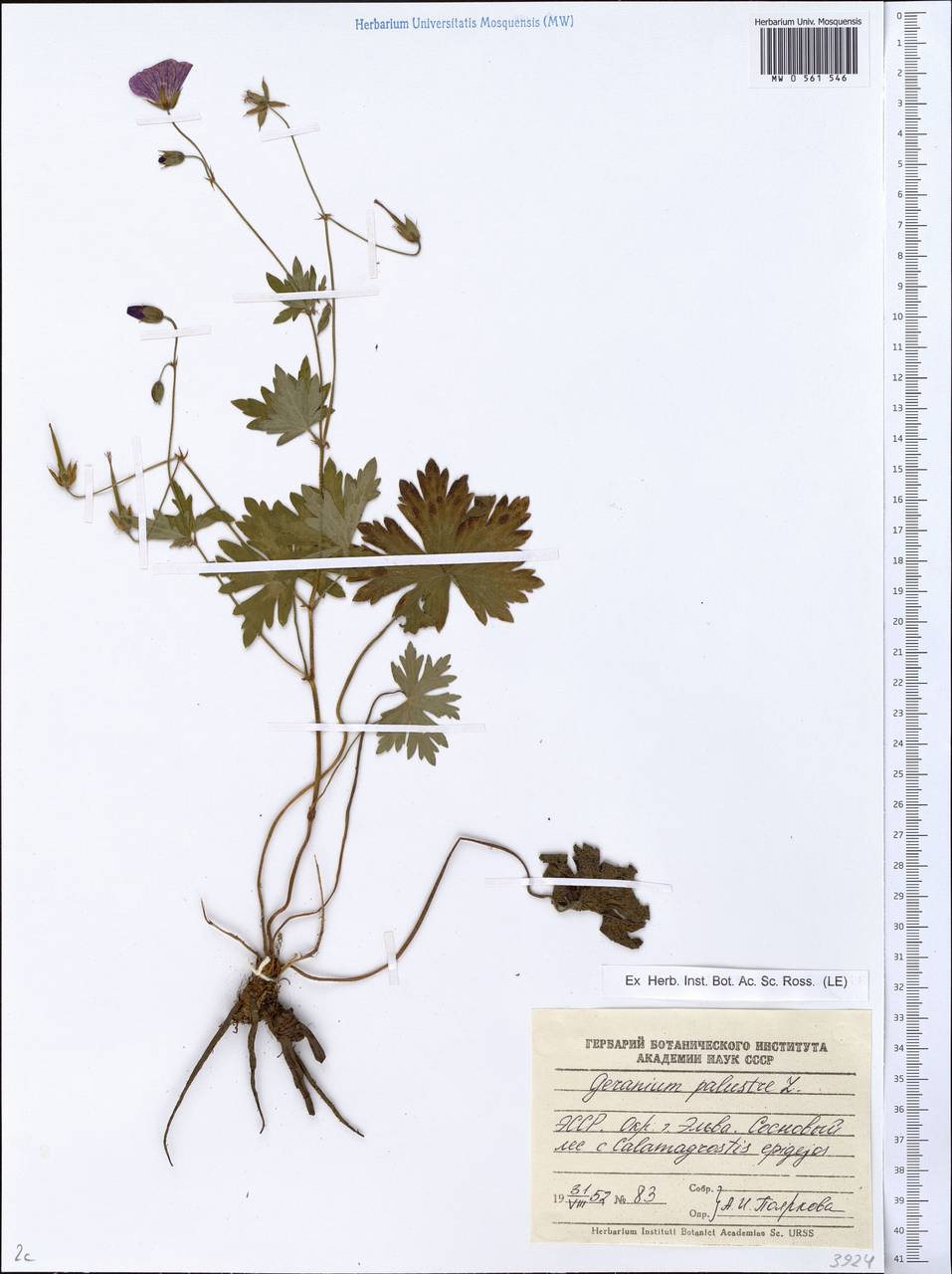 Geranium palustre L., Eastern Europe, Estonia (E2c) (Estonia)