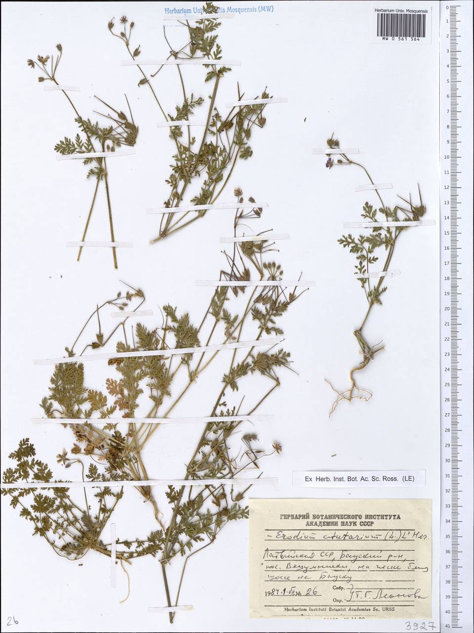 Erodium cicutarium, Eastern Europe, Latvia (E2b) (Latvia)