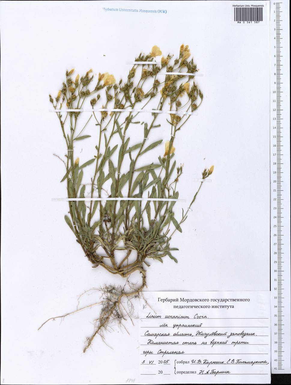 Linum ucranicum Czern. ex Gruner, Eastern Europe, Middle Volga region (E8) (Russia)