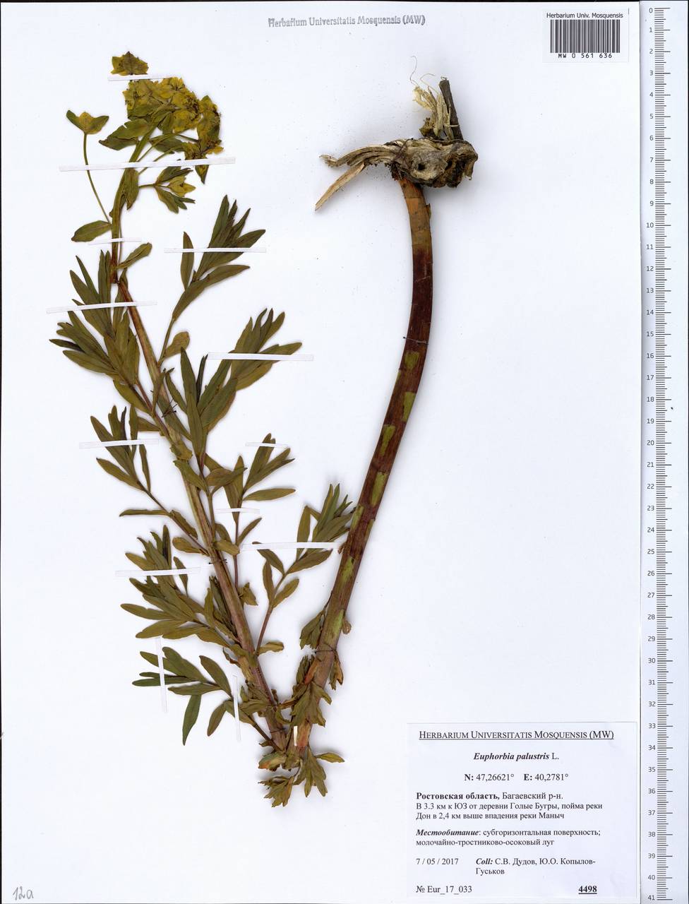 Euphorbia palustris L., Eastern Europe, Rostov Oblast (E12a) (Russia)