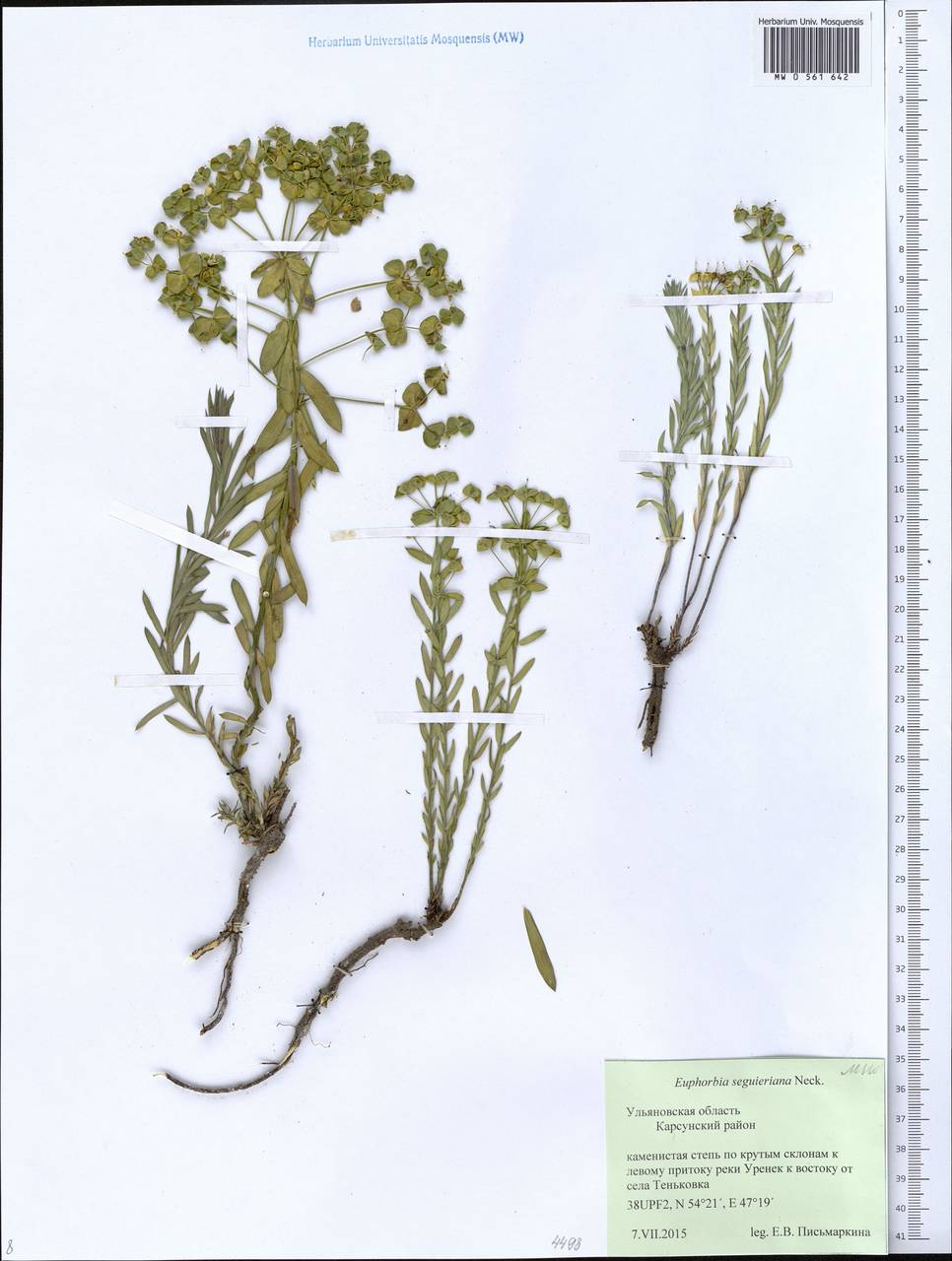 Euphorbia seguieriana Neck., Eastern Europe, Middle Volga region (E8) (Russia)