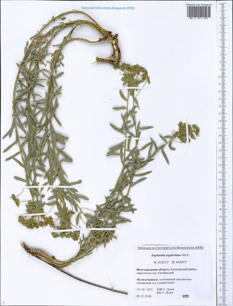 Euphorbia seguieriana Neck., Eastern Europe, Lower Volga region (E9) (Russia)