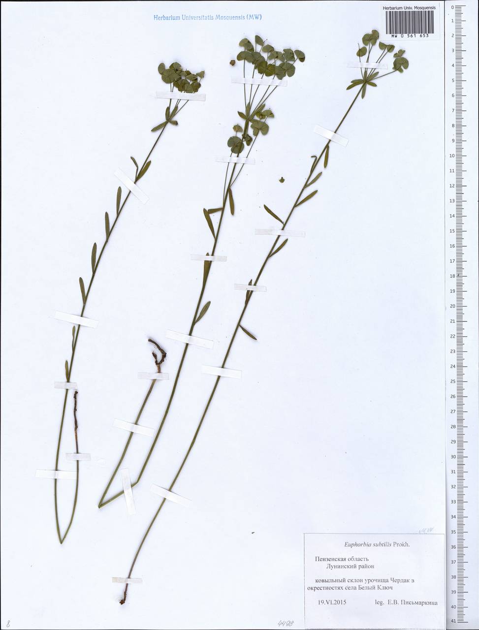 Euphorbia microcarpa (Prokh.) Krylov, Eastern Europe, Middle Volga region (E8) (Russia)