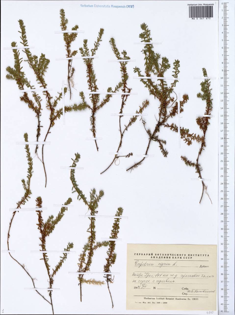 Empetrum nigrum L., Siberia, Western Siberia (S1) (Russia)
