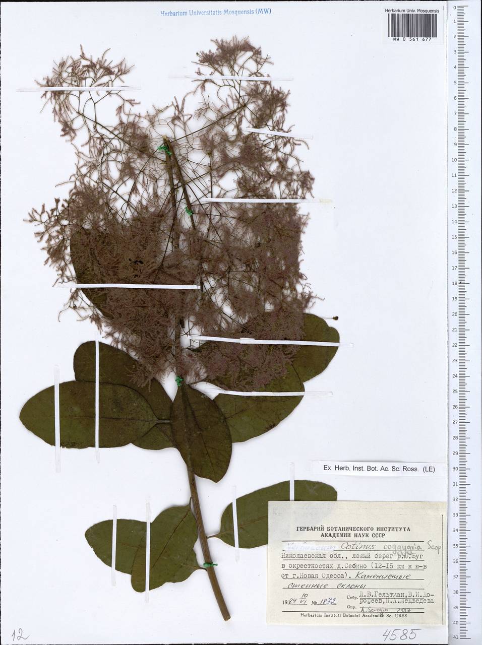 Cotinus coggygria Scop., Eastern Europe, South Ukrainian region (E12) (Ukraine)