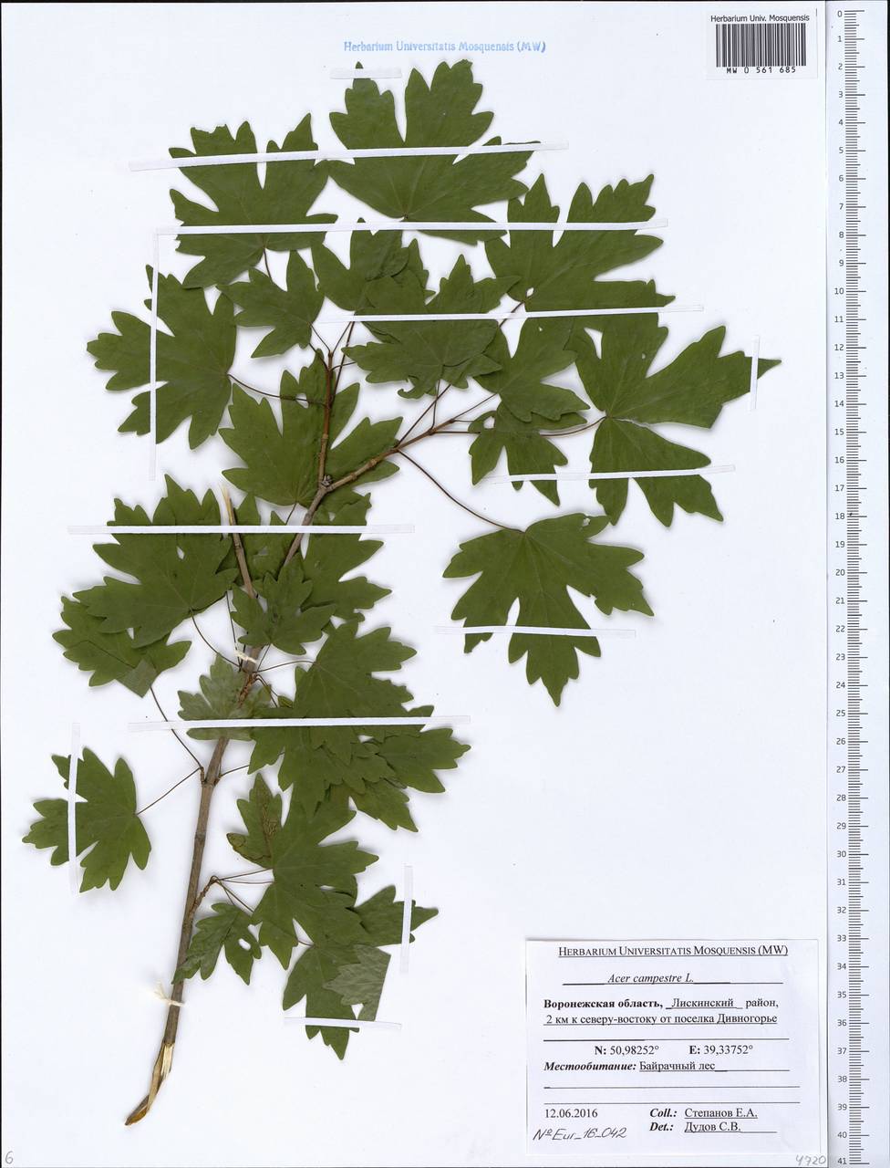 Acer campestre L., Eastern Europe, Central forest-and-steppe region (E6) (Russia)