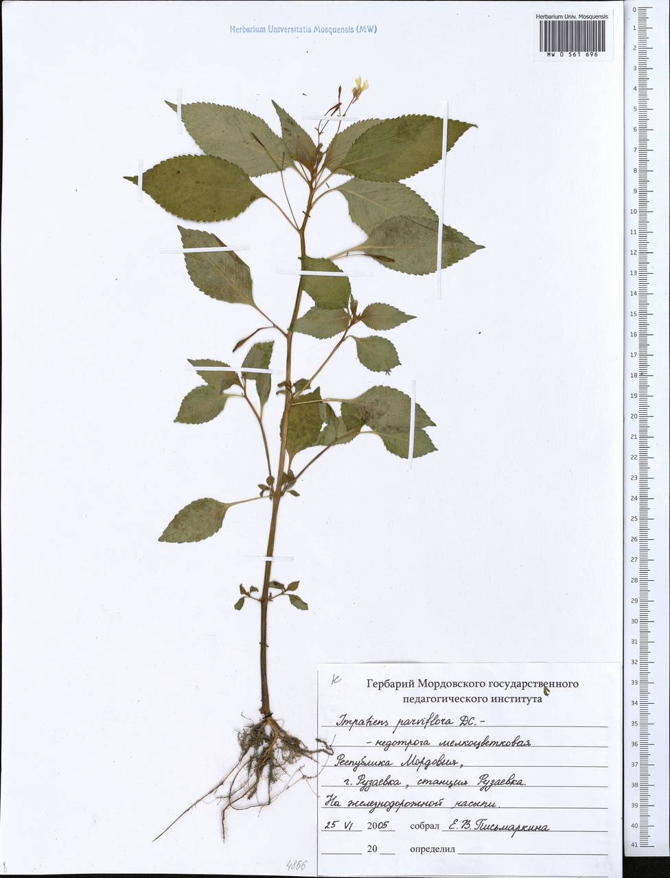 Impatiens parviflora, Eastern Europe, Middle Volga region (E8) (Russia)