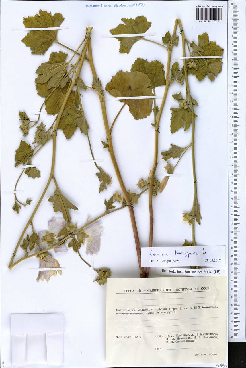 Malva thuringiaca subsp. thuringiaca, Eastern Europe, Lower Volga region (E9) (Russia)