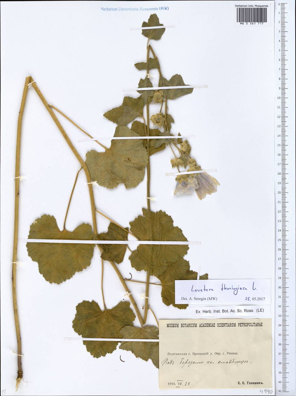 Malva thuringiaca subsp. thuringiaca, Eastern Europe, North Ukrainian region (E11) (Ukraine)