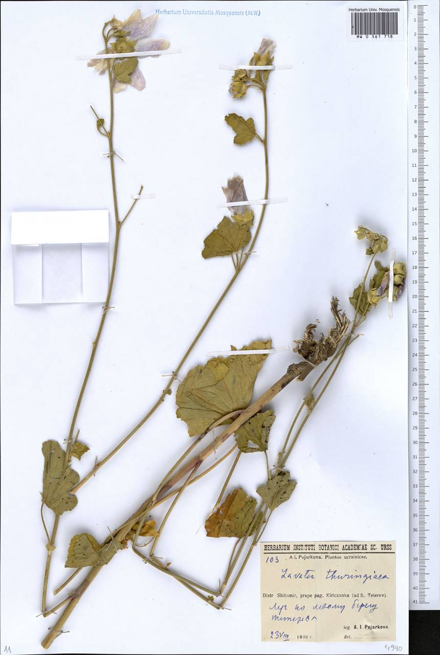 Malva thuringiaca subsp. thuringiaca, Eastern Europe, North Ukrainian region (E11) (Ukraine)