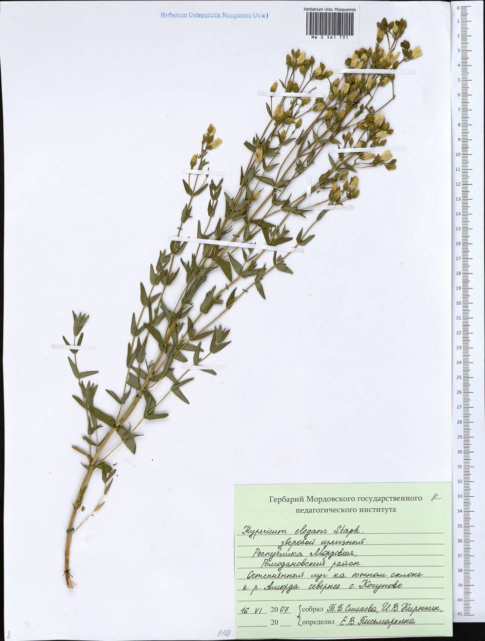 Hypericum elegans Steph. ex Willd., Eastern Europe, Middle Volga region (E8) (Russia)