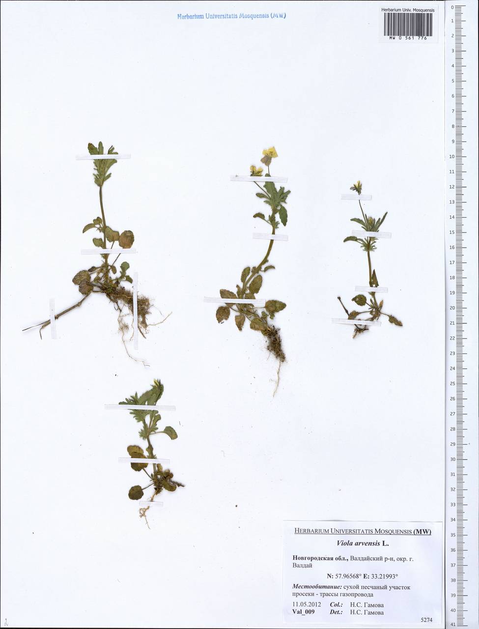 Viola arvensis Murray, Eastern Europe, North-Western region (E2) (Russia)
