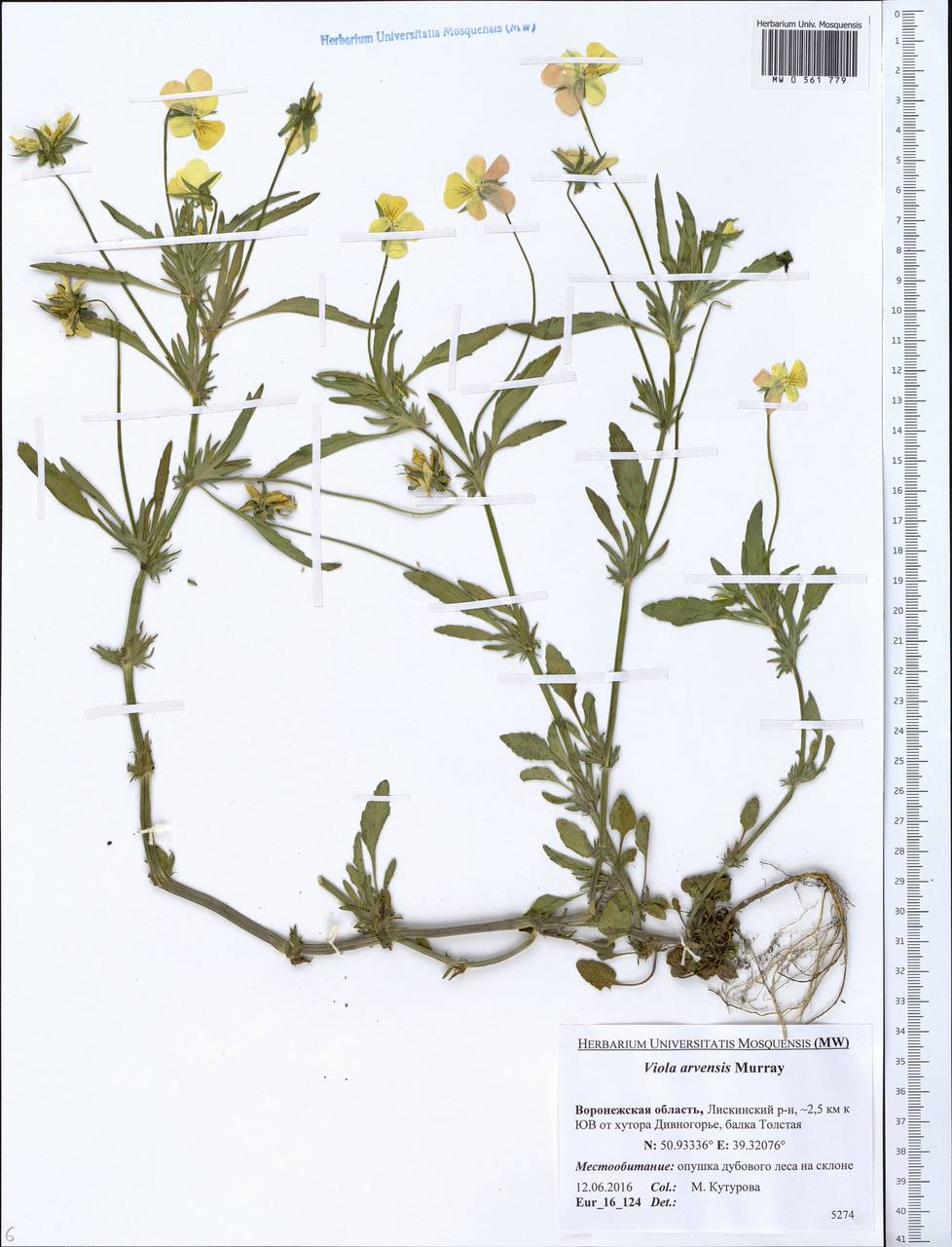 Viola arvensis Murray, Eastern Europe, Central forest-and-steppe region (E6) (Russia)