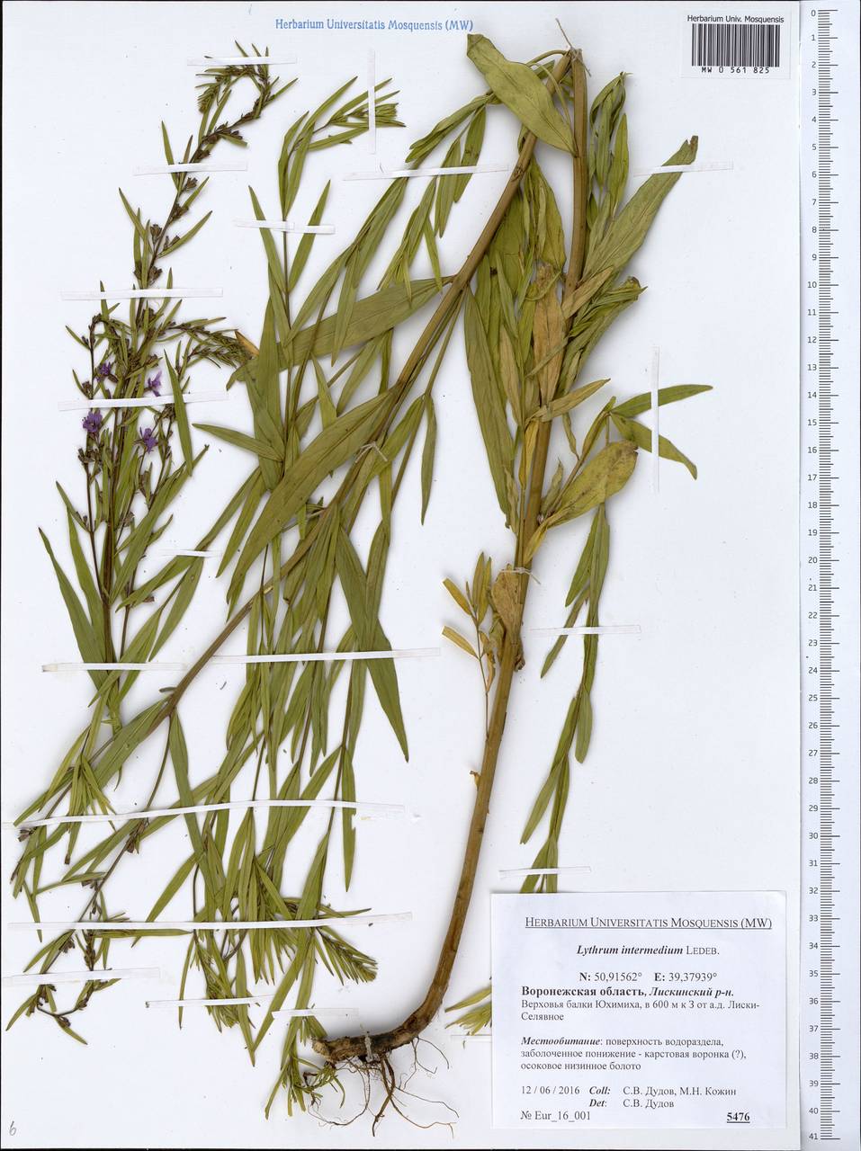 Lythrum intermedium Ledeb. ex Turcz., Eastern Europe, Central forest-and-steppe region (E6) (Russia)