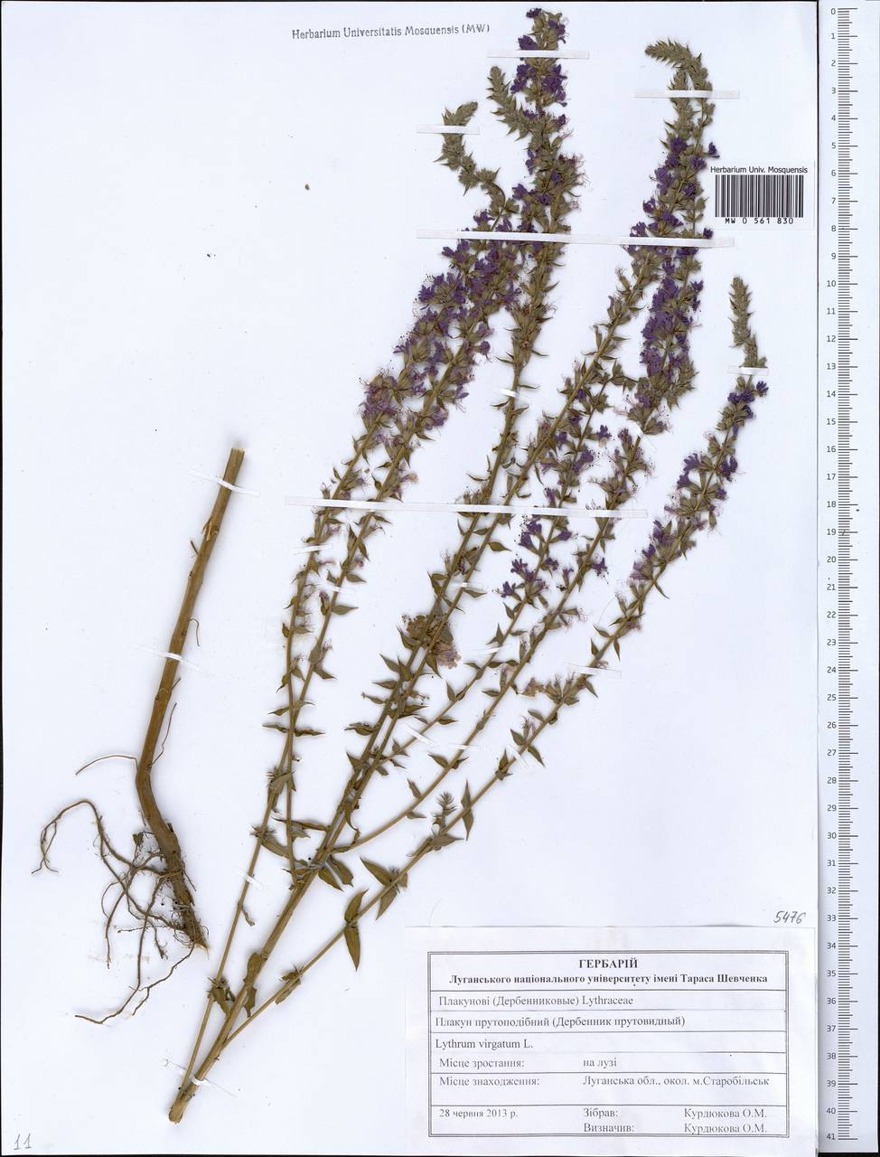 Lythrum virgatum L., Eastern Europe, North Ukrainian region (E11) (Ukraine)