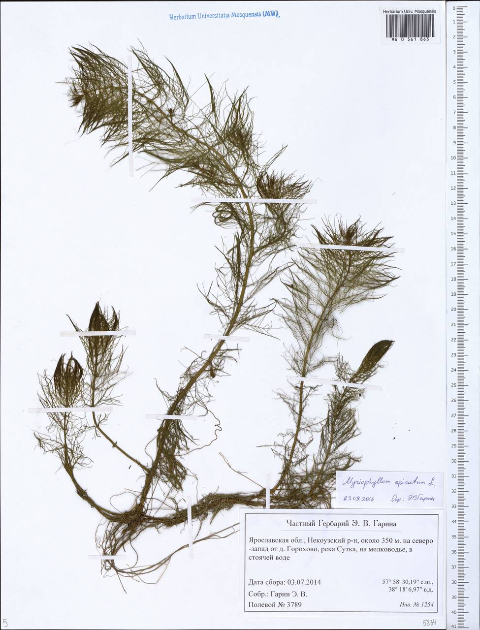 Myriophyllum spicatum L., Eastern Europe, Central forest region (E5) (Russia)