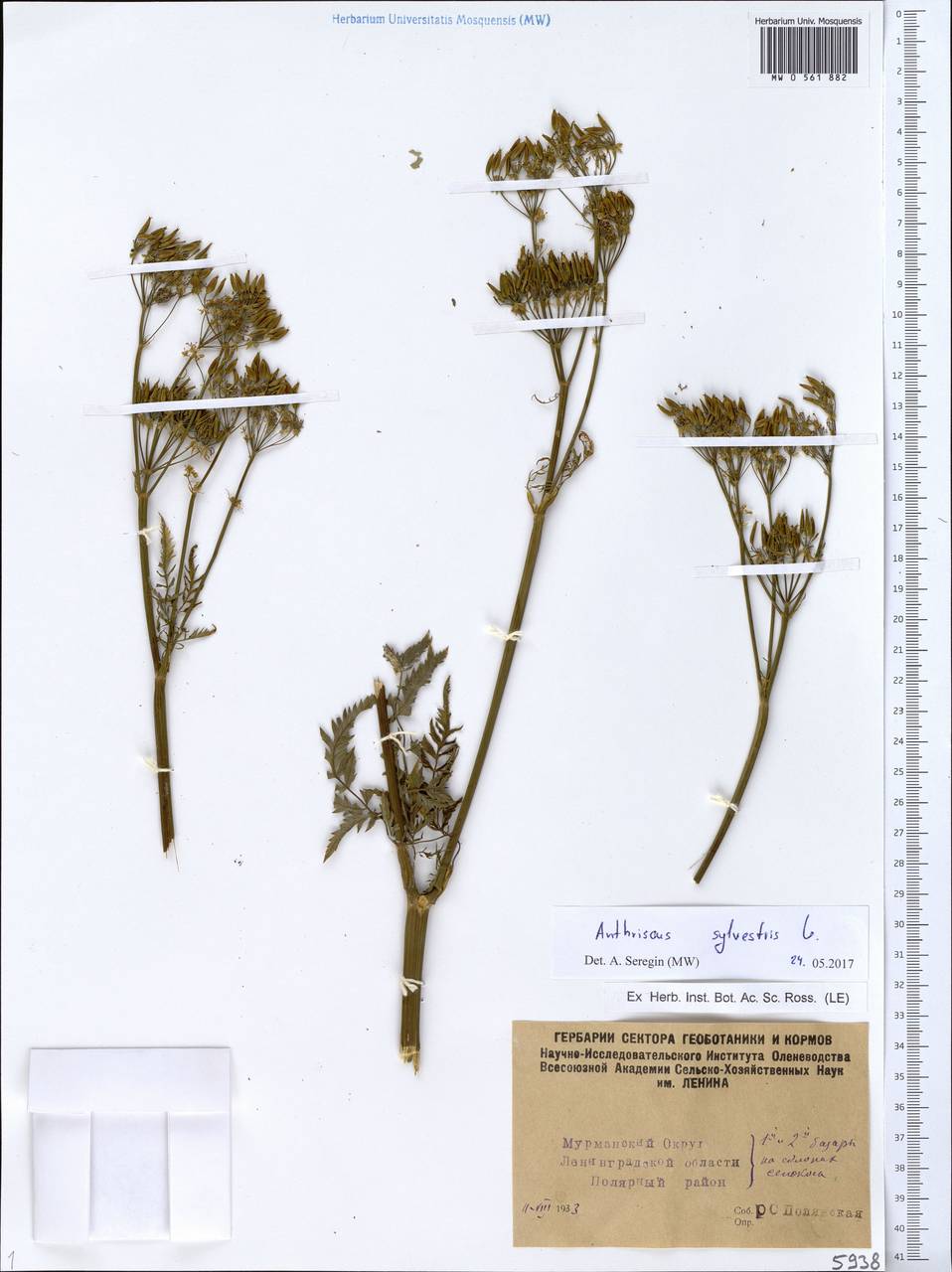 Anthriscus sylvestris, Eastern Europe, Northern region (E1) (Russia)