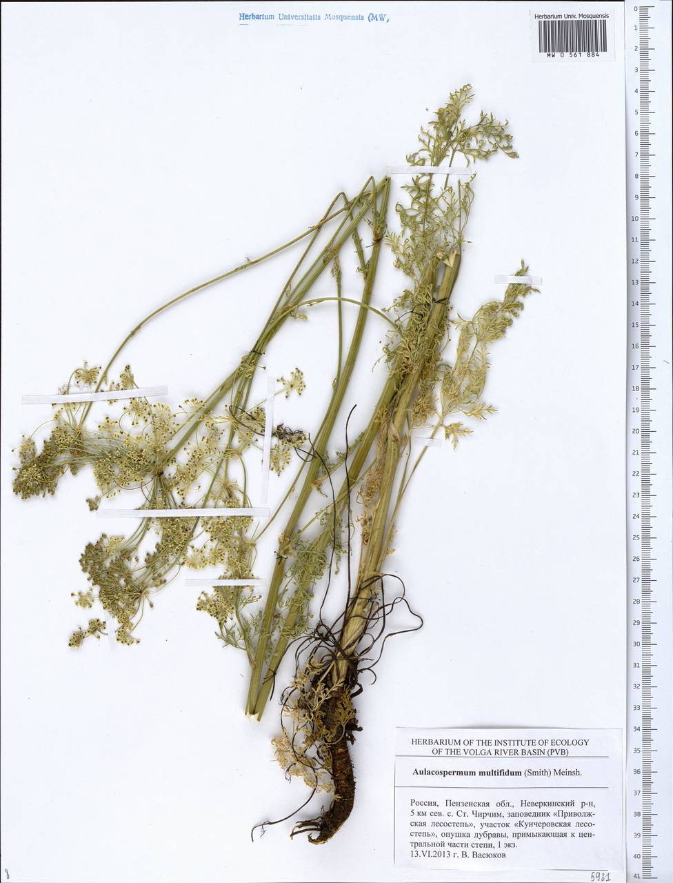 Aulacospermum multifidum (Sm.) Meinsh., Eastern Europe, Middle Volga region (E8) (Russia)