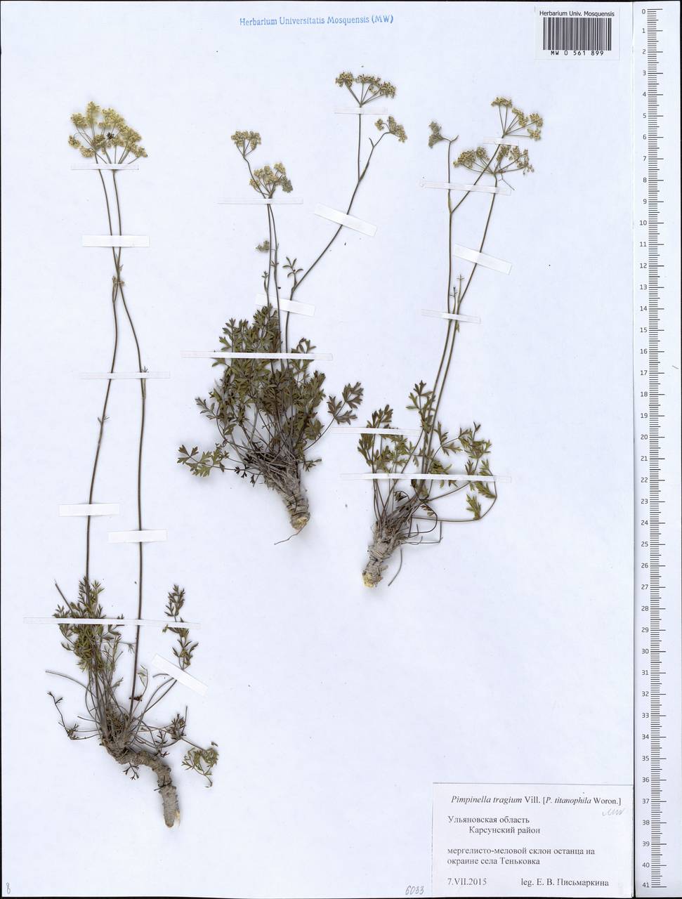 Pimpinella tragium Vill., Eastern Europe, Middle Volga region (E8) (Russia)