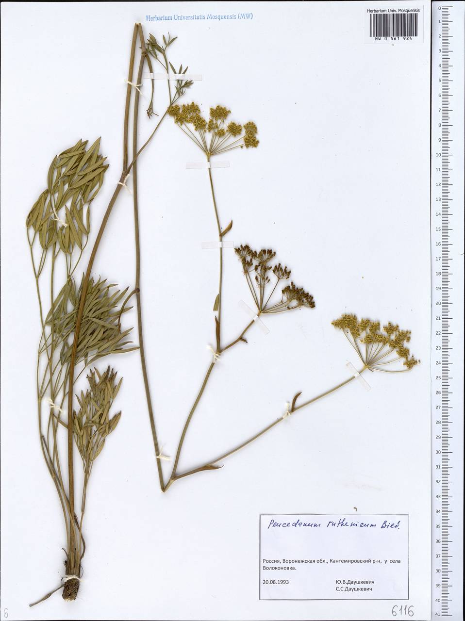 Peucedanum ruthenicum M. Bieb., Eastern Europe, Central forest-and-steppe region (E6) (Russia)