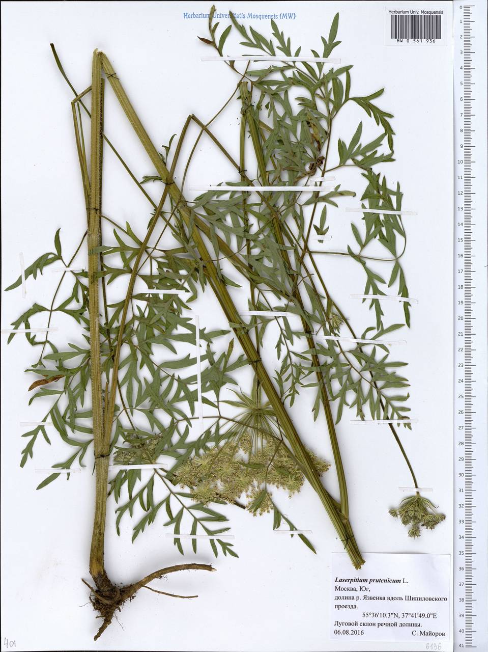 Silphiodaucus prutenicus subsp. prutenicus, Eastern Europe, Moscow region (E4a) (Russia)